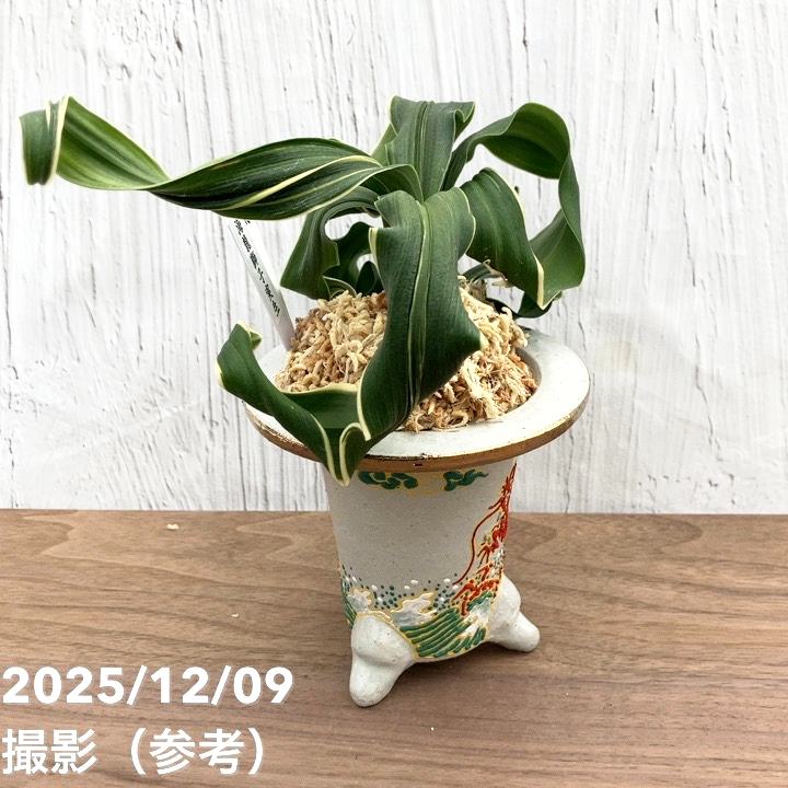 現品お届け】豊明園 万年青 オモト 海龍獅子実生（かいりゅうじし） 龍