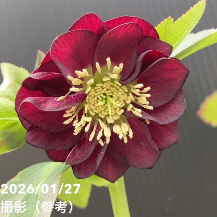 お買い得一点物咲き進み株】加藤農園 愛幸花丸姫 クリスマスローズ 毬