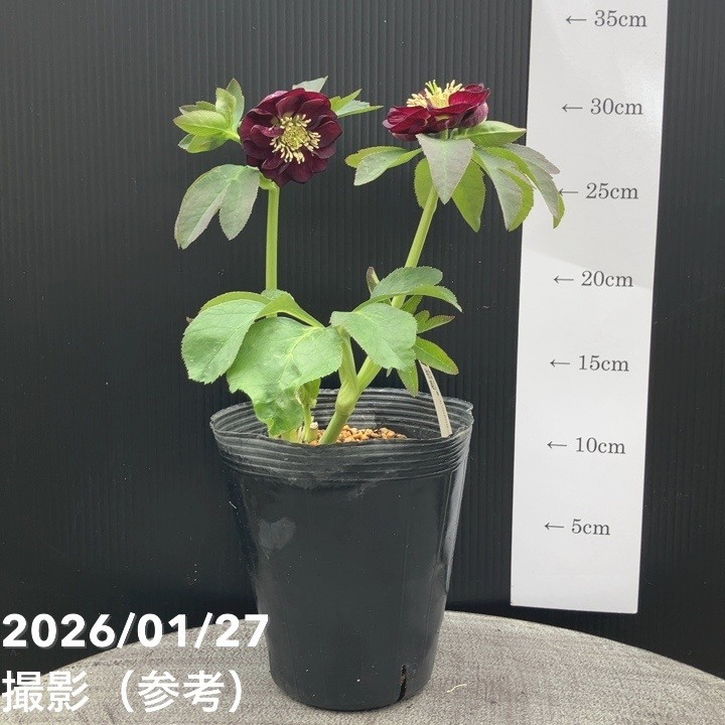 お買い得一点物咲き進み株】加藤農園 愛幸花丸姫 クリスマスローズ 毬