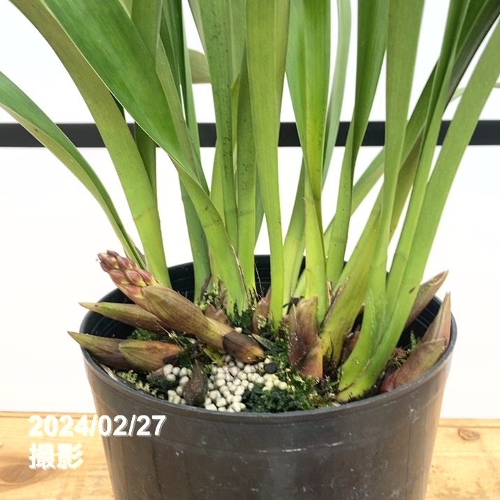 極上】＜花芽8個以上＞ミスマフェット 5号｜ミツバチ蘭｜洋蘭10-TU