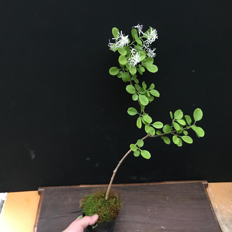 ナンジャモンジャ ヒトツバタゴ 庭木 植木 落葉樹販売通販