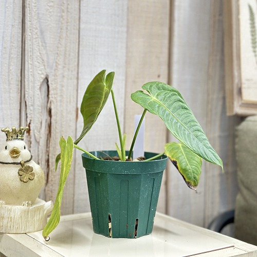 papa】＊アンスリウム ベイチー 4号＊2鉢同梱 アンスリウム ベイチー