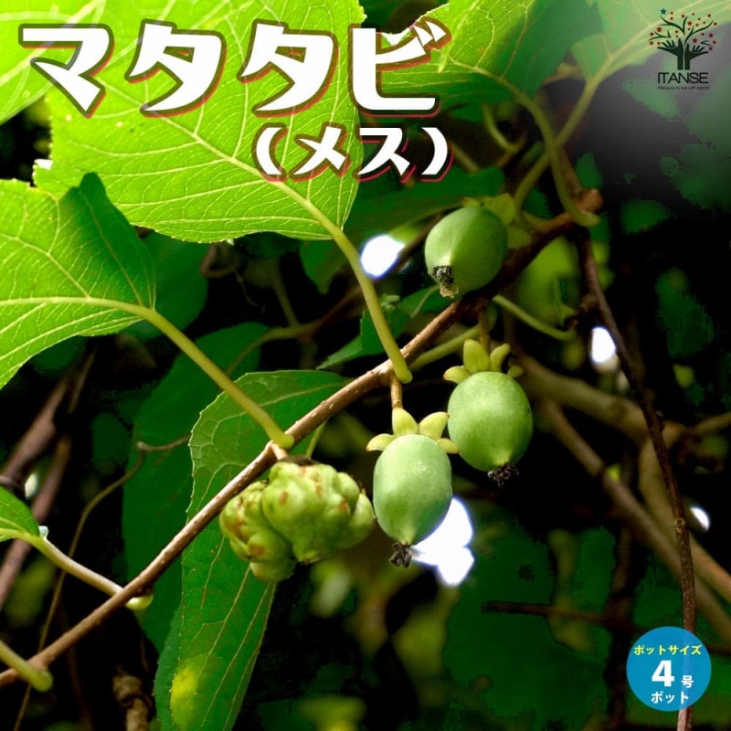ぶどう苗 瀬戸ジャイアンツの苗木【果樹苗 2年生挿し木苗15cmポット