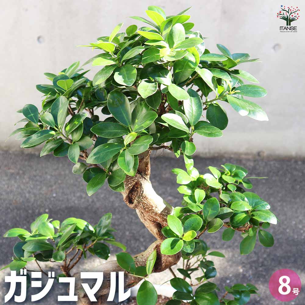 ガジュマル 曲がり仕立て 【観葉植物 8号／1個売り】｜ 【植物の