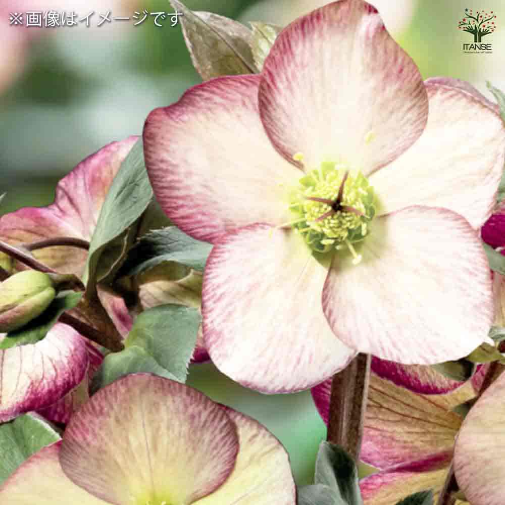 クリスマスローズ 氷の薔薇ダークピコティ 【花苗 6号鉢／1個売り