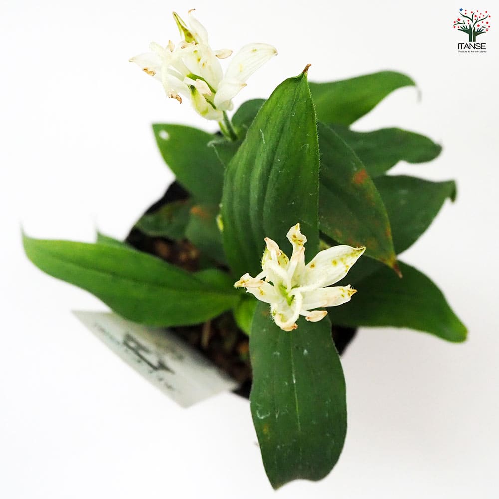 ホトトギス 白花 【花苗 3号】｜ 【植物のITANSE】全品送料無料