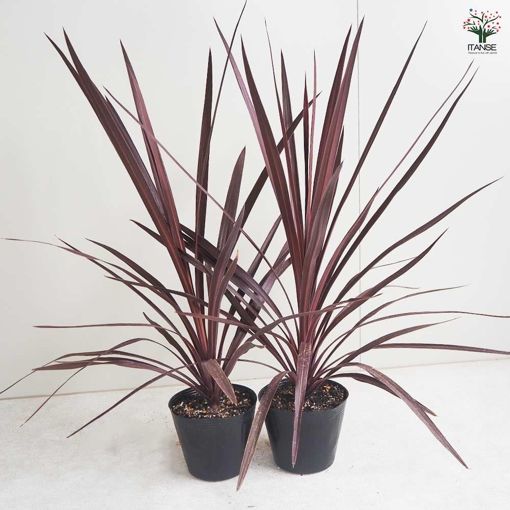 コルディリネ(コルジリネ) レッドスター 【観葉植物 5号ポット／1個