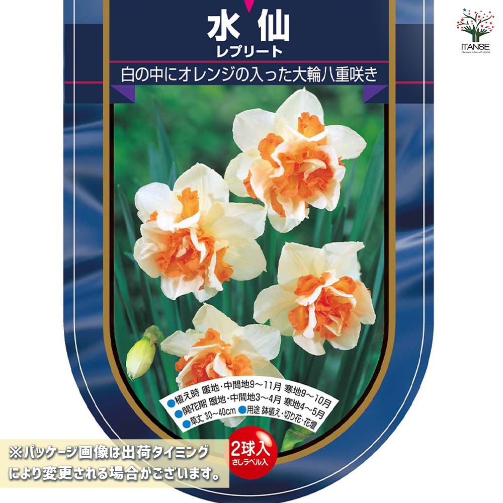 球根 水仙八重咲き レプリート 【花球根 2球】｜ 【植物のITANSE
