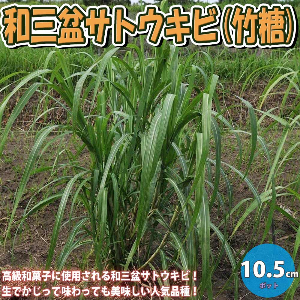 和三盆サトウキビ(竹糖)【果樹苗 10.5cmポット】｜ 【植物の