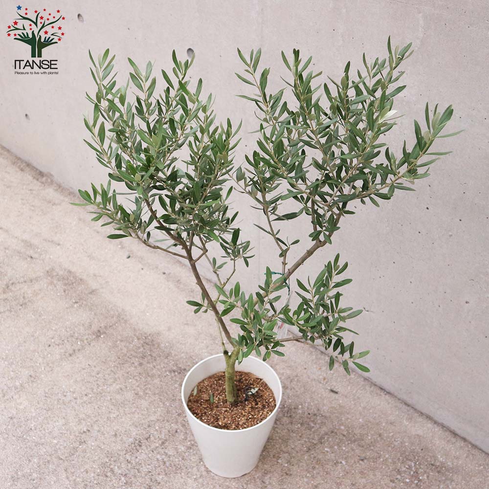 オリーブの苗木 シプレッシーノ【果樹の苗木 7号白テーパード鉢／1個