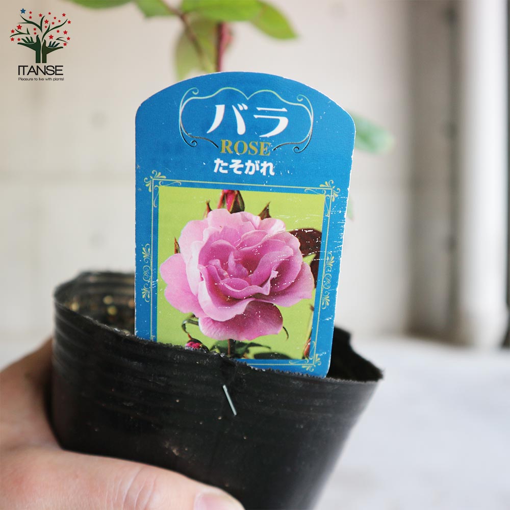 薔薇の苗 たそがれ (四季咲きフロリバンダローズ)【花苗新苗4号ポット