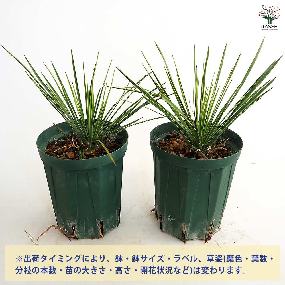 ユッカ リネアリフォリア リニアリーフ 【観葉植物 4号／1個売り