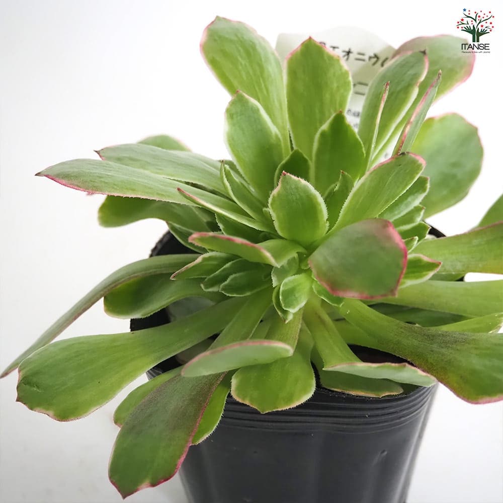 アエオニウム ハロウィン錦 【多肉植物 3～3.5号】｜ 【植物の