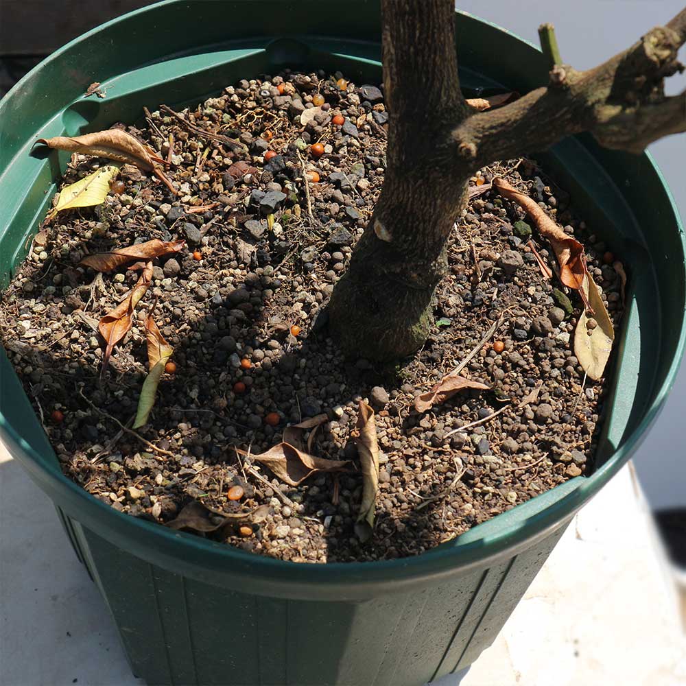 デコポンの苗木 不知火【果樹苗 3年生 接木苗21～24cmポット／1個