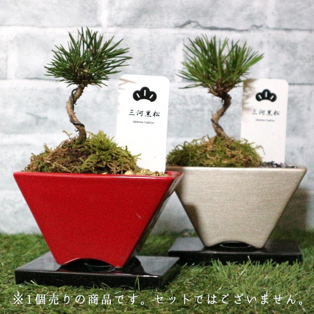 盆栽 三河黒松 すず【盆栽 3寸】｜ 【植物のITANSE】全品送料