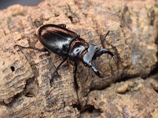 希少】ミクラミヤマクワガタ35mmペア | 国産クワガタ 成虫 | 極