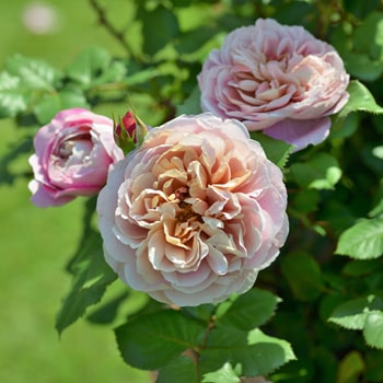 ラ・テラス（大苗）7号鉢植え 四季咲き バラ苗 《農林水産省 登録品種