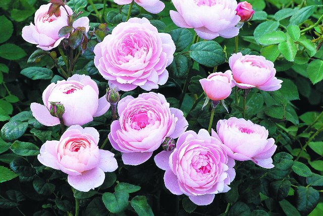 クイーン・オブ・スウェーデン（大苗）7号鉢植え バラ苗 《農林水産省