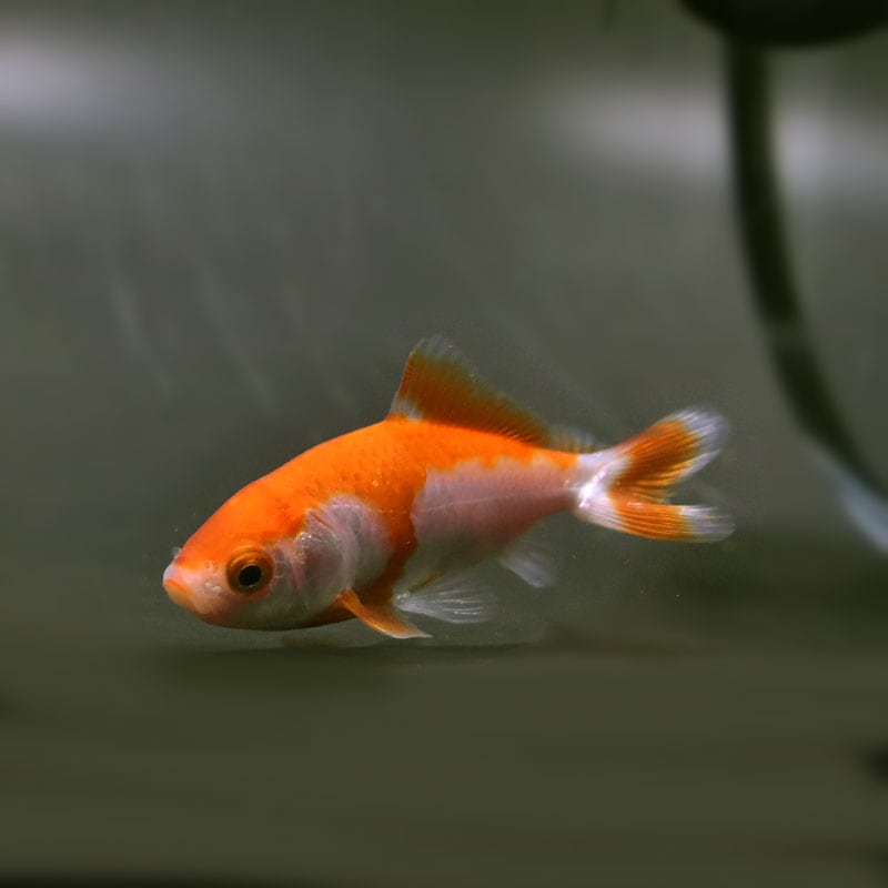 金魚王子】更紗三ツ尾和金 7.5～8cm前後 (個体番号：cde576) 金魚