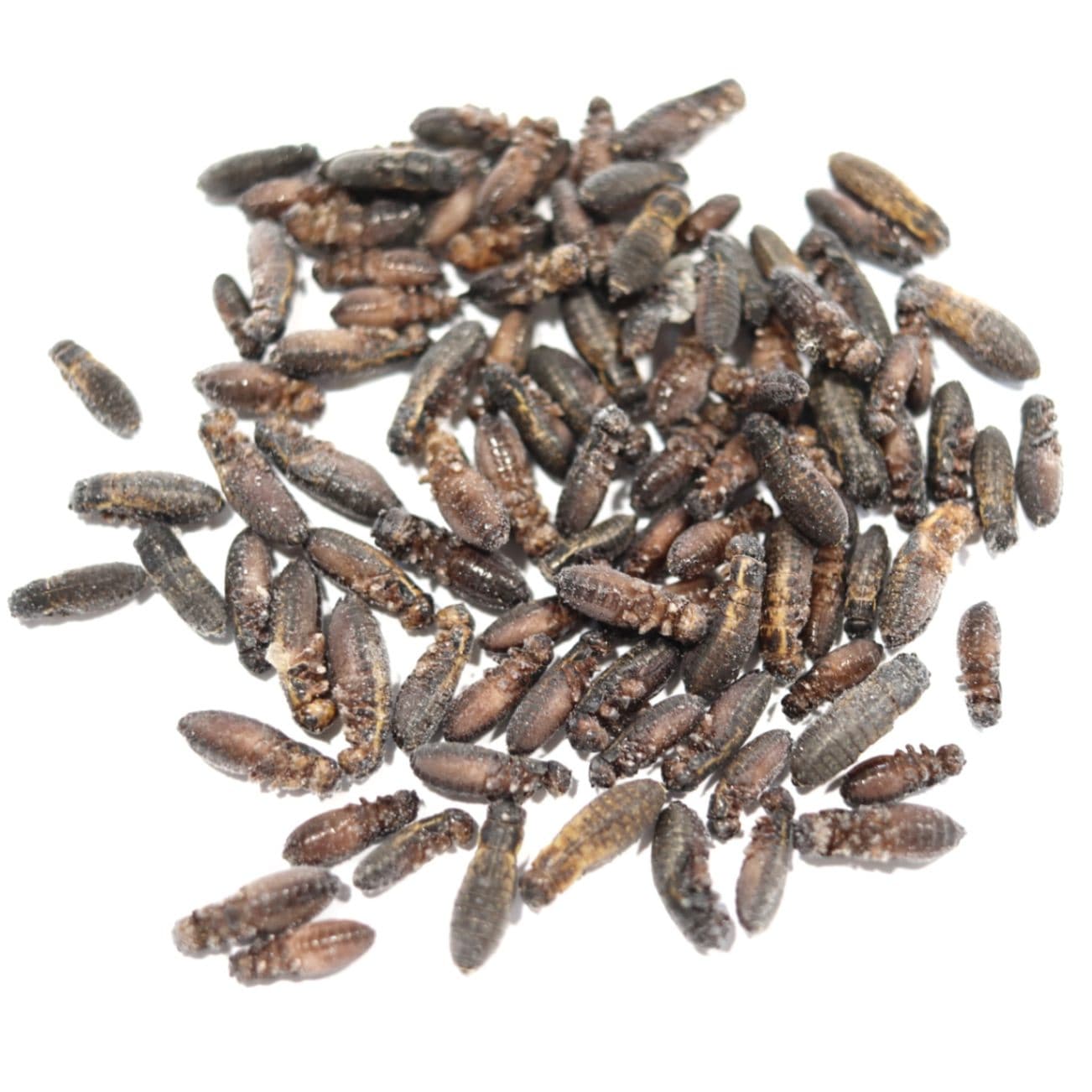 冷凍クロコオロギ MS 約3200匹入り | 冷凍昆虫 | SAfarm 国産冷凍