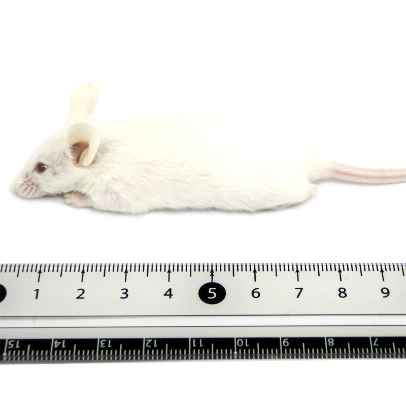 トムティットトット】国産冷凍マウス ファジー40匹 、アダルトLL20匹