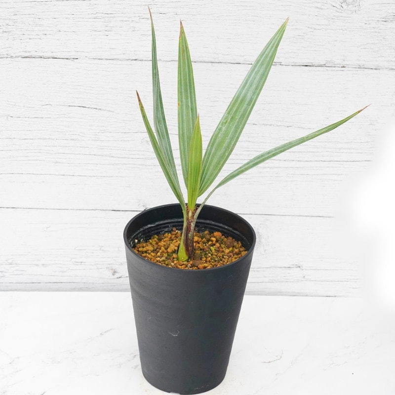 ブラヘア・アルマータ 4.5号鉢 | | ドライガーデンプランツ,ソテツ