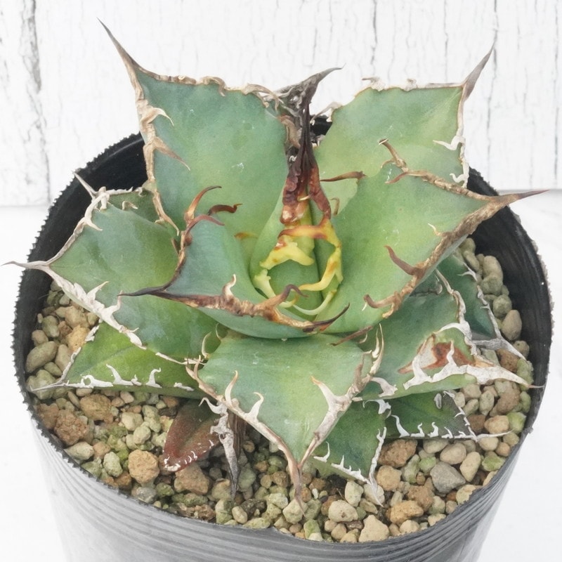 訳あり株】アガベ・チタノタ「凱撒（シーザー）」 3号ロングポット