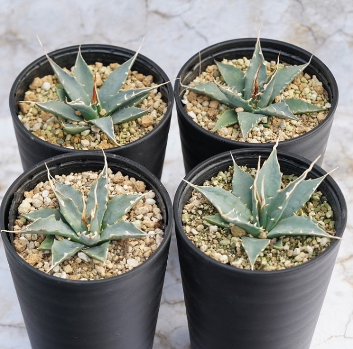 アガベ・ユタエンシス「エボリスピナ」 3号ロングポット | | アガベ