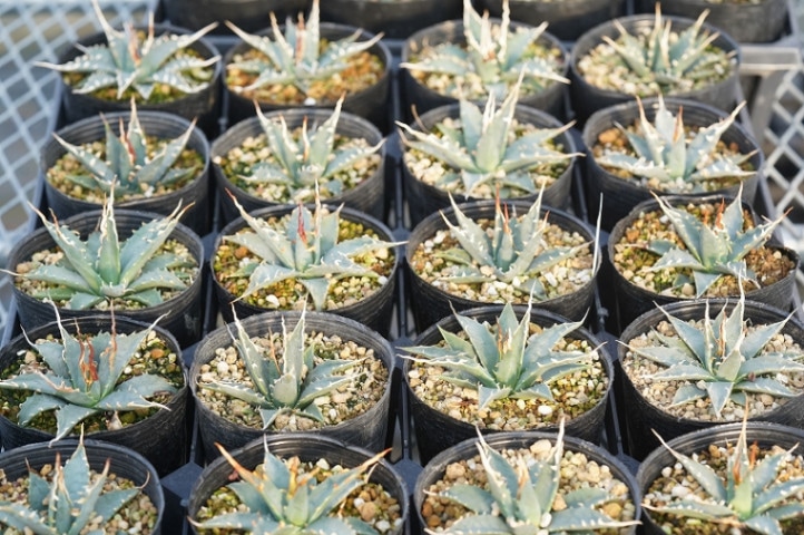 実生選抜】アガベ・ユタエンシス「エボリスピナ」陽炎 3号ロングポット