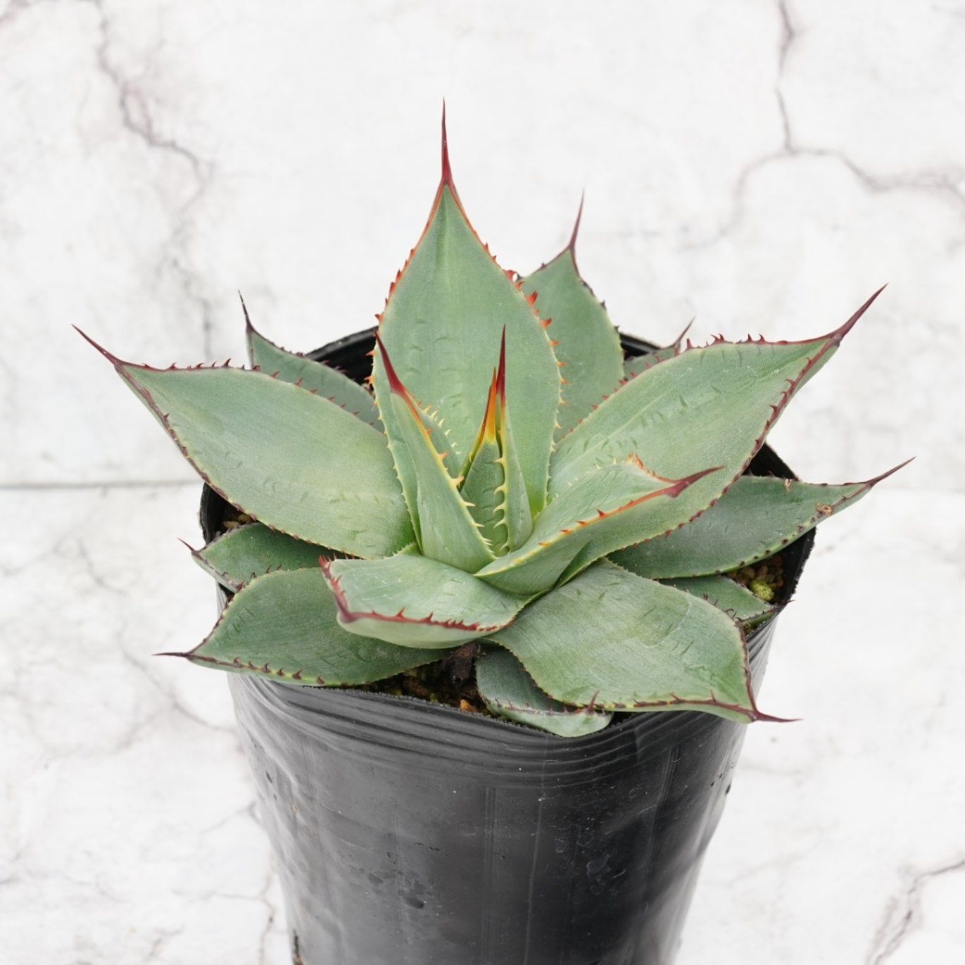 アガベ・パリー・フワチューケンシス（ホーチエンシス） 4号ロング