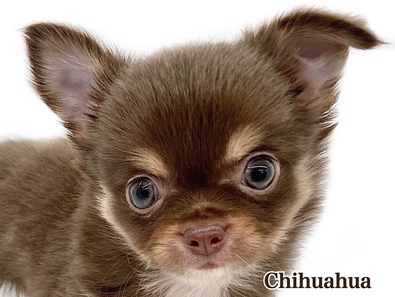 チワワ 】大人気チョコレートカラーのムチコロチワワくんがやってきた