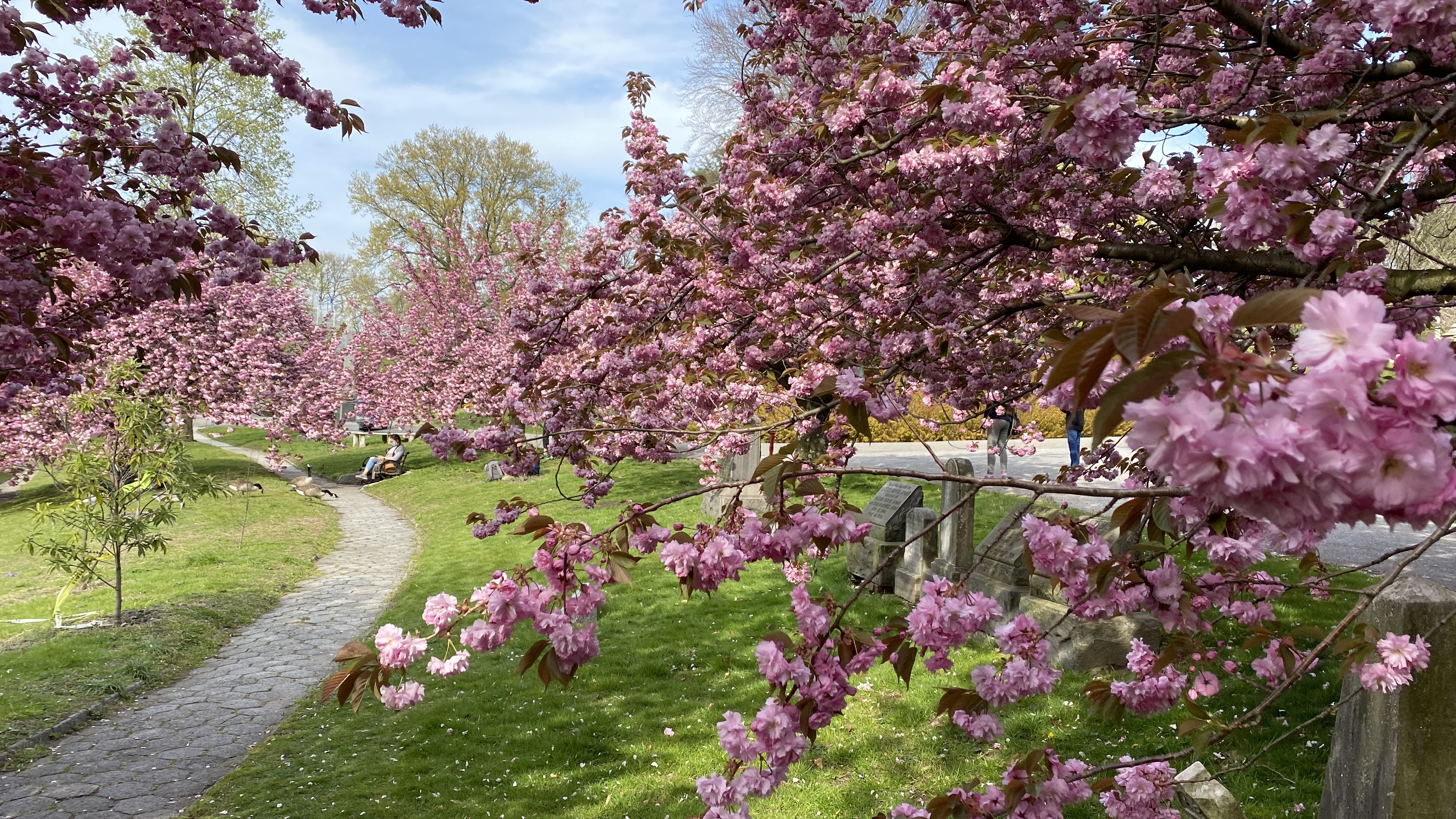Cherry Blossom Watch NYC: The Green-Wood Cemetery in Brooklyn Has