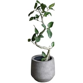 Amazon.co.jp: 観葉植物 - 花・観葉植物: ホーム＆キッチン