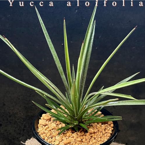 ユッカアロイフォリア」の人気商品一覧 | 安い商品を通販サイトから