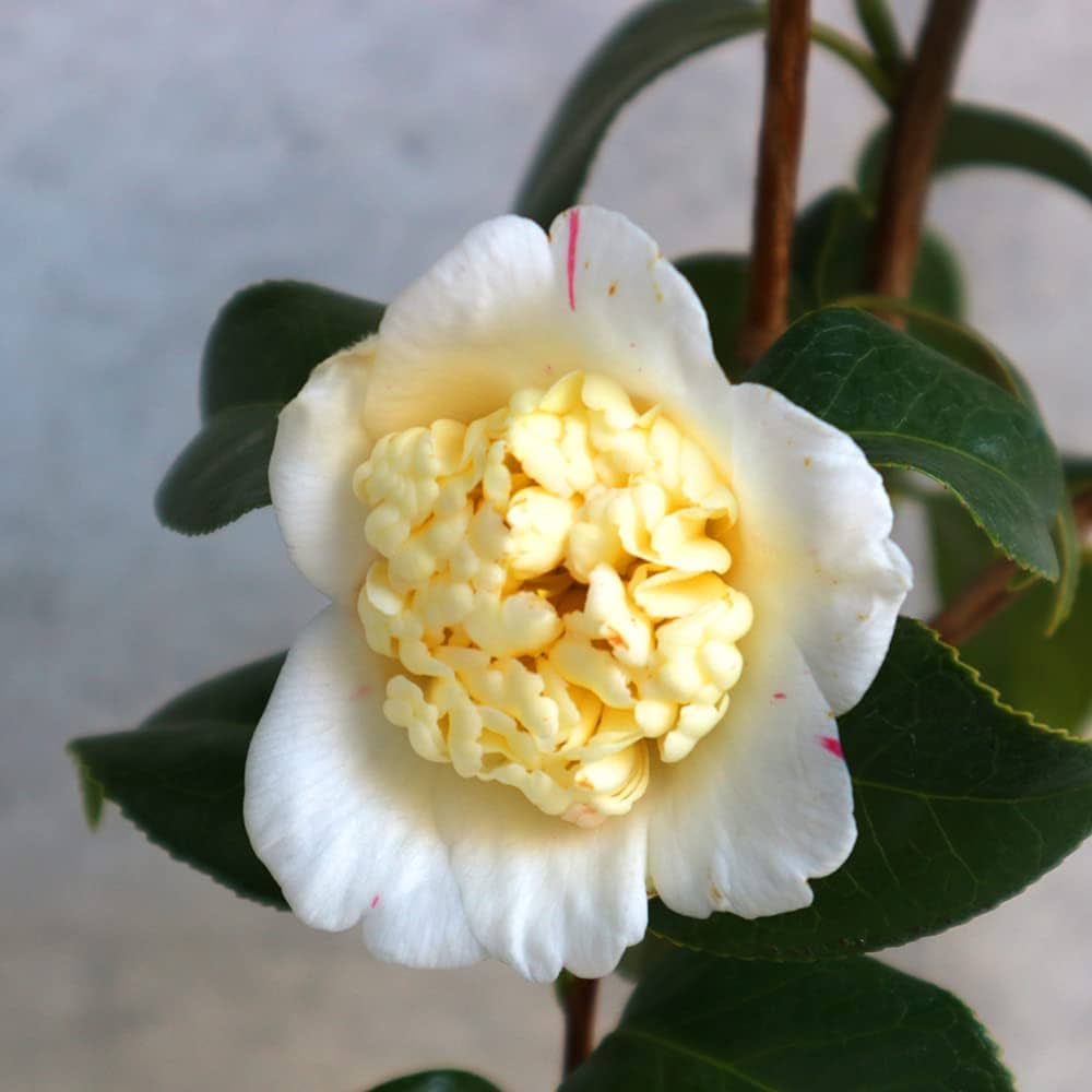 Amazon.co.jp: 椿(ツバキ)の苗木 品種：白卜伴(シロボクハン) 5号鉢