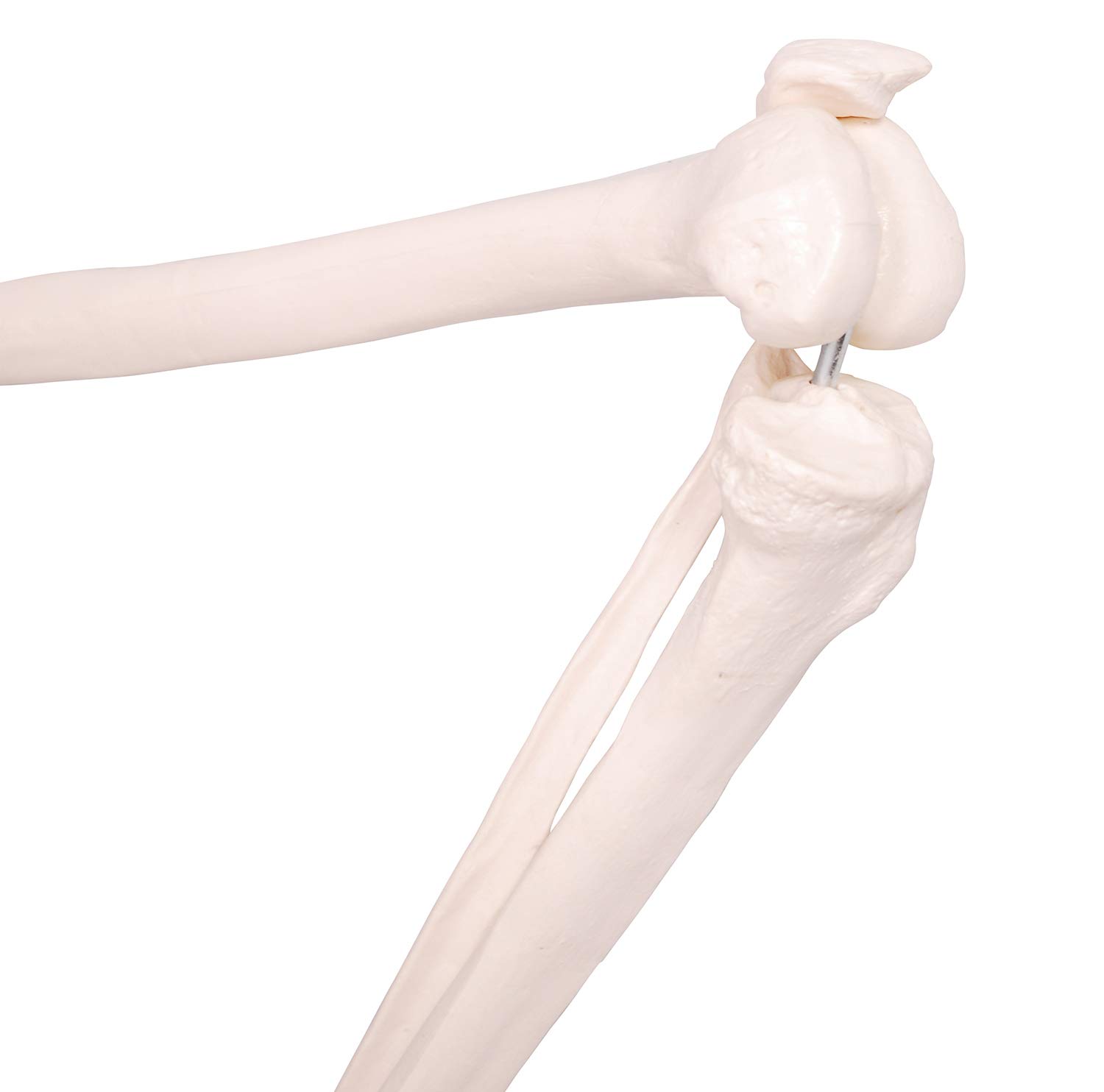 Amazon | モノライフ 人体模型 下肢骨 大腿骨 脛骨 足骨 模型 等身大