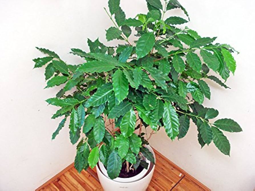 Amazon | コーヒーの木 ／130cm前後（10号プラ鉢）【鉢カバー別売り