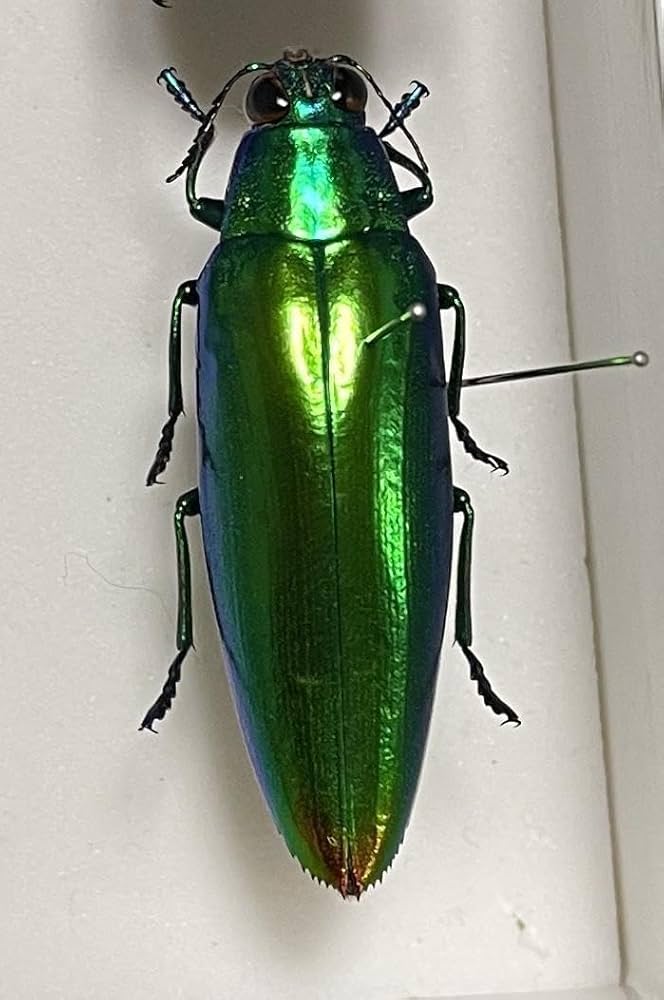 ジ*ン様 昆虫標本 30匹 タマムシ 昆虫標本 30匹緑色と金色の光沢ヤマト