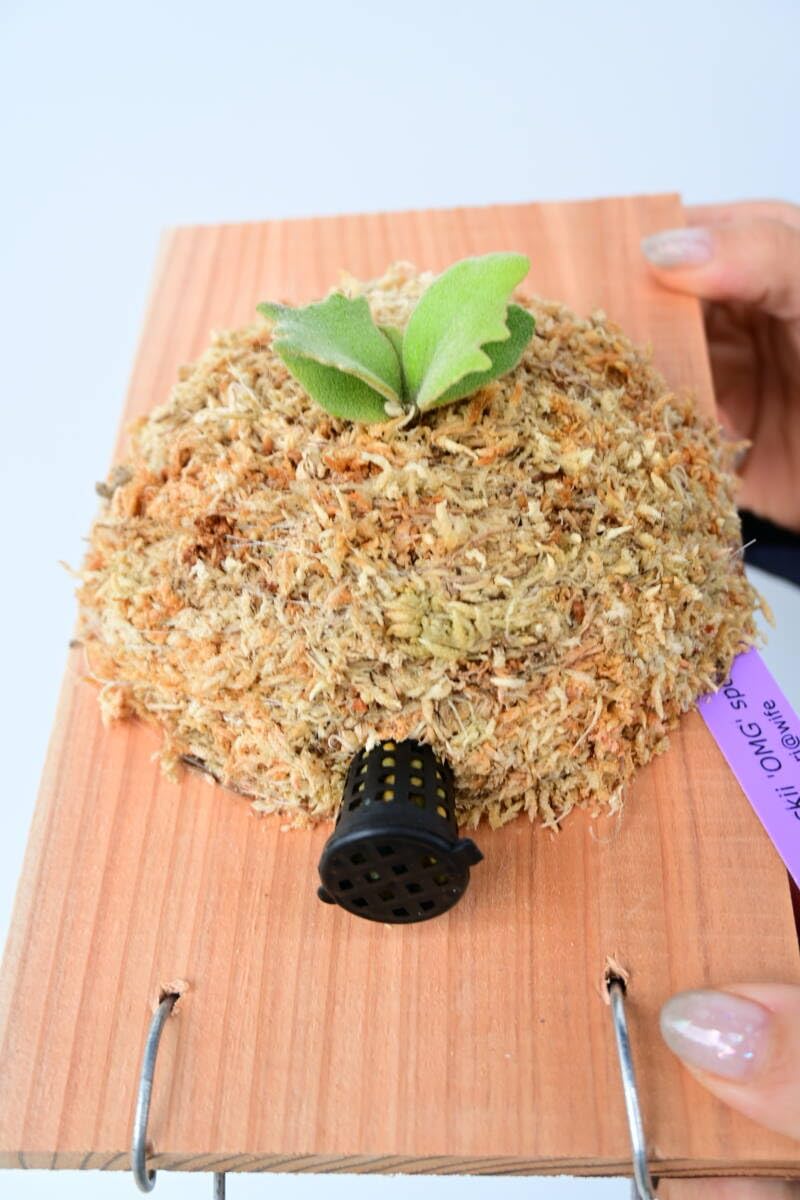 Amazon.co.jp: P.willinckii 'OMG' spored② @bikamori.com