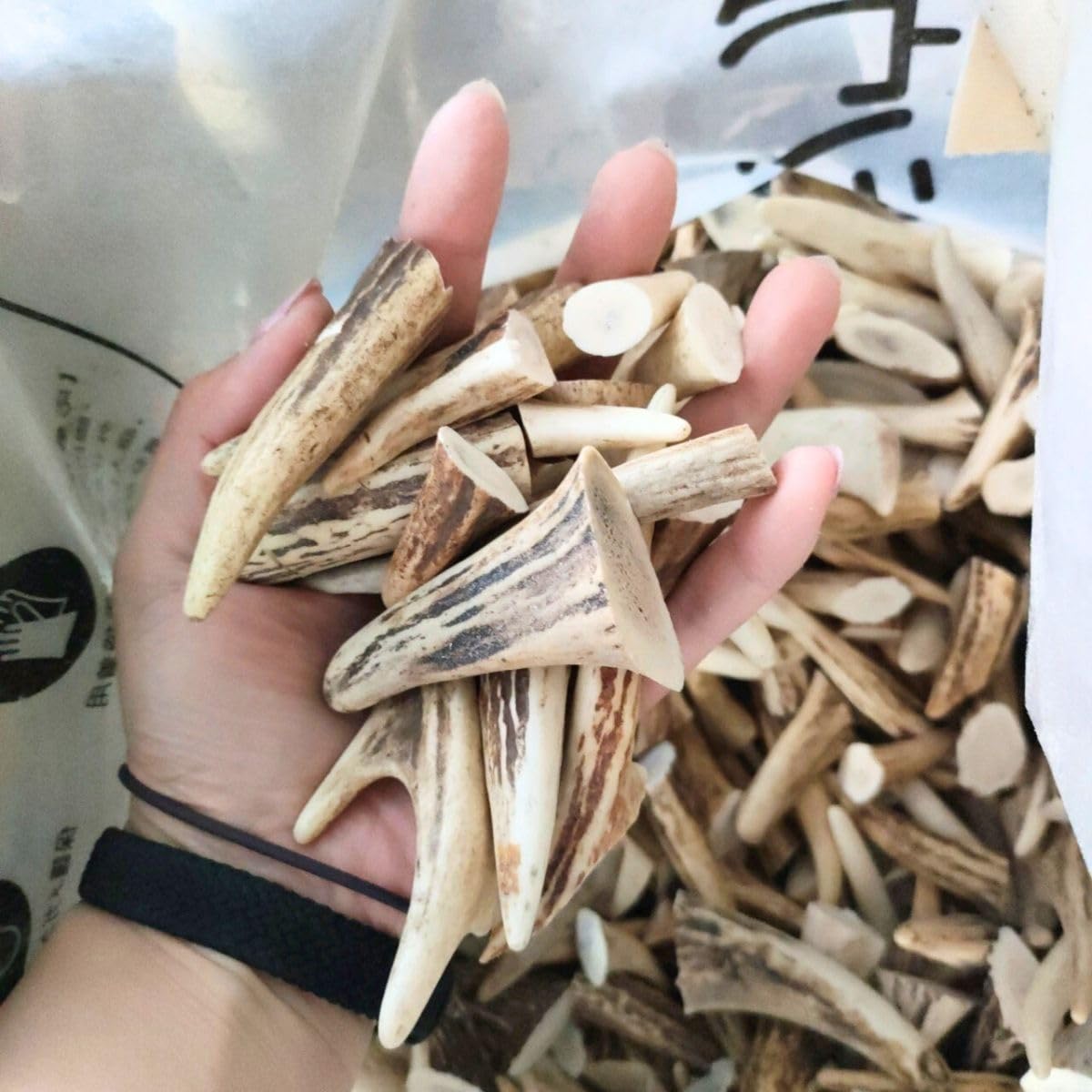 Amazon.co.jp: 鹿の角 エゾシカ 角 先端詰合わせ 1kg 端材