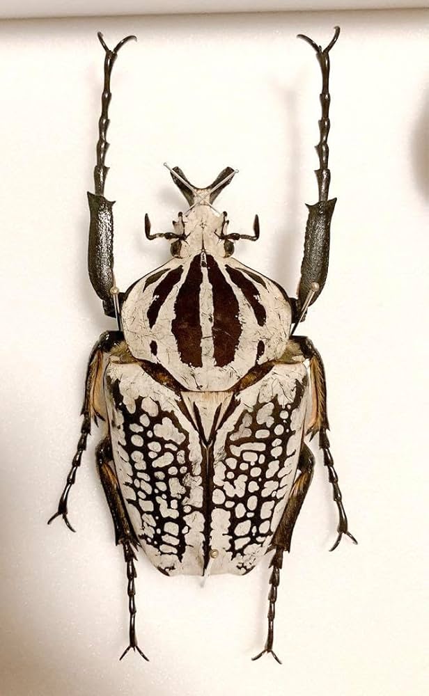 Amazon.co.jp: ゴライアスオオツノハナムグリ 標本 : おもちゃ