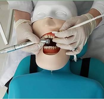 Amazon.co.jp: 歯科教育用ヘッドモデル、練習用歯科医教育用練習モデル