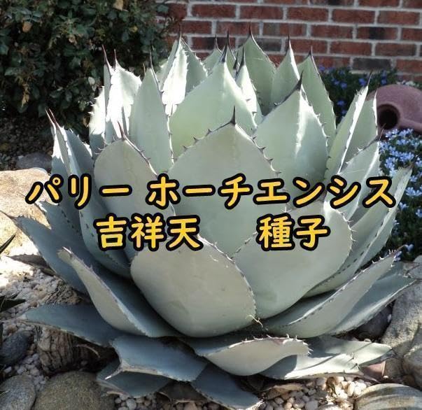 Amazon.co.jp: 8月入荷 200粒+ アガベ パリー ホーチエンシス 吉祥天