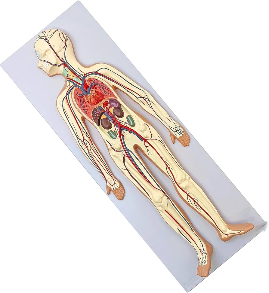 Amazon.co.jp: 医療教材としての人間の血液循環系モデル、心臓動脈