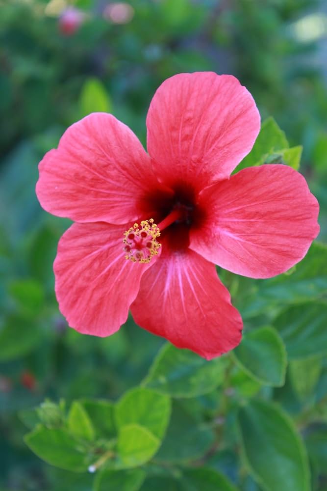 Amazon.com : HAWAIIAN PINK HIBISCUS PLANT CUTTING ~ GROW HAWAII