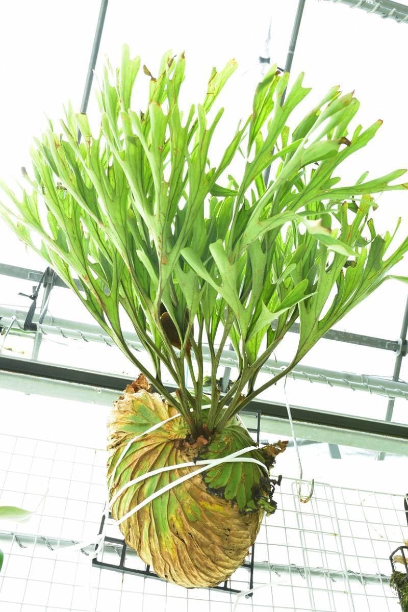 Amazon.co.jp: P.ridleyi narrow form spored② @bikamori.com