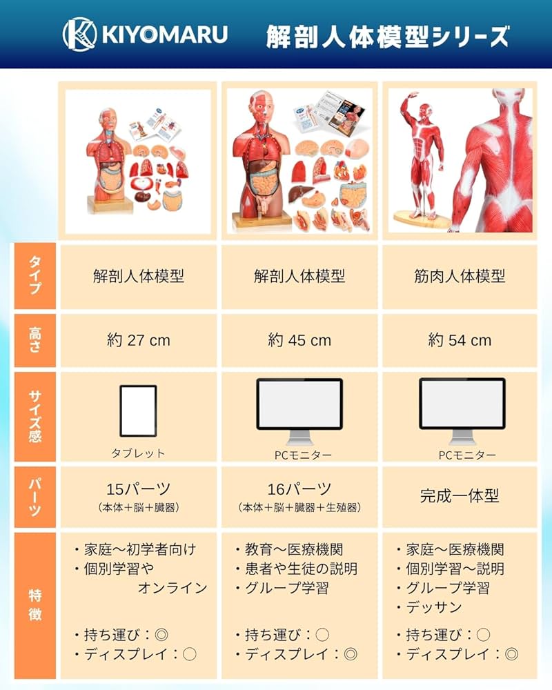 Amazon.co.jp: KIYOMARU 27cm解剖人体模型 ソフトな質感で15分解 理学