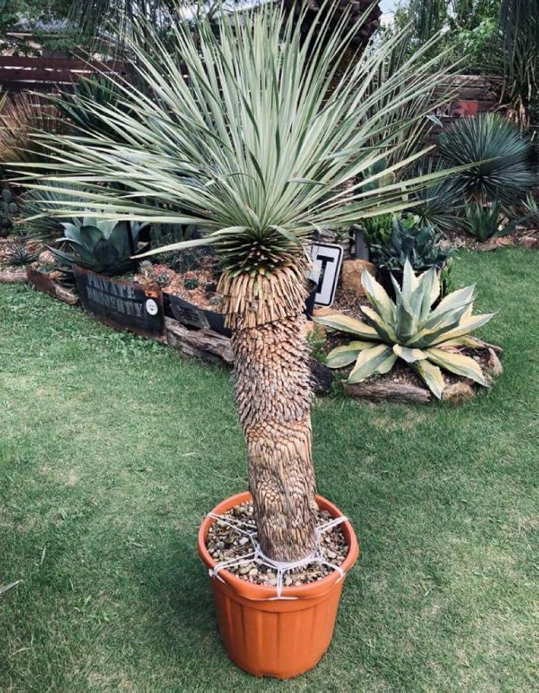 耐寒性ユッカロストラータ超特大セット◇ドライガーデン多肉アガベ