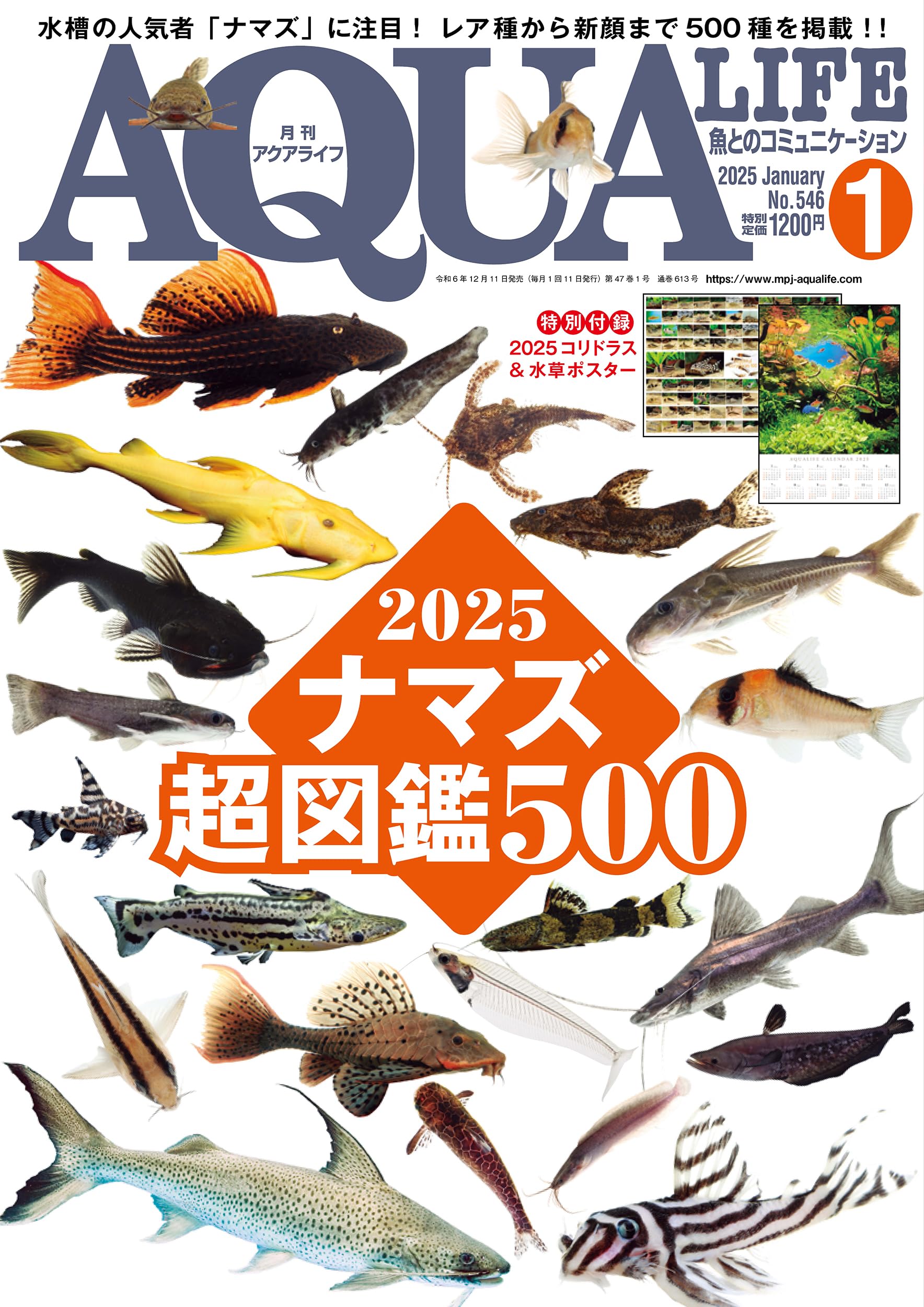 月刊アクアライフ 2025年01月号 ナマズ超図鑑500 ☆特別付録