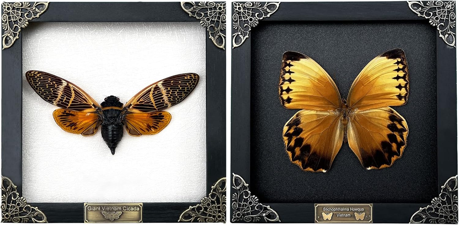 2個パック 本物の蝶 蝉 カブトムシ 昆虫 昆虫 昆虫学 木製フレーム セミ 蝉
